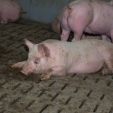 Einladung zu VGT-Aktion: Probeliegen der ÖVP-Abgeordneten vor Nationalratssitzung