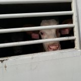 HEUTE - Abstimmung über EU-Untersuchungsausschuss zu Tiertransporten