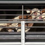 EU-Untersuchungsausschuss zu Tiertransporten bringt fatales Ergebnis