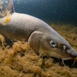 Fisch des Jahres 2022: Die Barbe