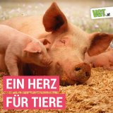 Wir lieben alle – Lieben wir alle?
