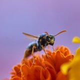 Wespen: wunderbare Wesen