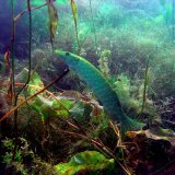 Tierschutz und Wassertiere