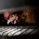 Open Wing Alliance fordert ein Aus für Käfigeier in Restaurants