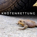 Freiwillige für Krötenrettung in Wien gesucht