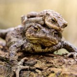 Vortrag: Amphibienschutz in Wien