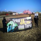 Zirkus – Leid in der Manege