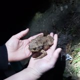 Nach Regenfall: Startschuss für die Amphibiensaison 2022