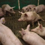 VGT widerspricht Kritik der steirischen Landesräte an Verfassungsklage Vollspaltenboden