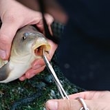 Angelfischerei ist Tierquälerei