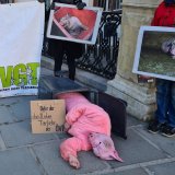 750.000 Schweine vom Vollspaltenboden landen jedes Jahr im Mistkübel, Frau Köstinger!