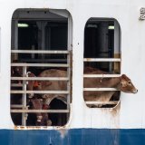8.000 Tiere auf dem Meer umgeladen – VGT fordert Aus für Schiffstransporte