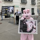 Zum Ministerrat am Ballhausplatz: heute 1200. Protestaktion gegen den Vollspaltenboden