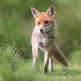 Einladung zum Vortrag: Die Jagd im Visier
