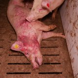 VGT jetzt! Protest vor AMA-Tierqualbetrieb