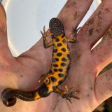 Seltener Fund beim Amphibienschutzzaun: Alpenkammmolch landet im Kübel!