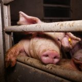 Kärntner AMA-Skandal ist Österreich-weites Problem