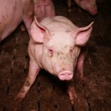 VGT veröffentlicht Filme und Fotos von weiteren Kärntner AMA-Betrieben