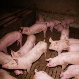 Polizei räumt von Tierschützer:innen besetzte ÖVP-Landeszentrale Kärnten in Klagenfurt