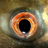 Fische fühlen Schmerz – Teil 2