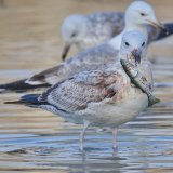 Möwe durch Angelhaken schwer verletzt