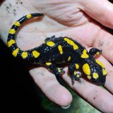 VGT: Amphibienwanderung Frühjahr 2022 abgeschlossen