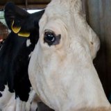 "Cow"