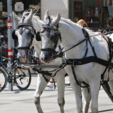 VGT: Fiaker-Verbot längst überfällig