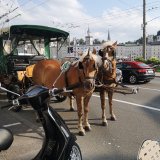 Herr LR Schwaiger: Fiaker als „Tradition“ ist keine Rechtfertigung für Tierquälerei!