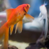 Fische fühlen Schmerz – Teil 3