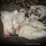 Keine Käfigeier: Unternehmen halten ihre Versprechen
