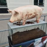 VGT übt bei 1.Ministerrat mit Landwirtschaftsminister Totschnig Kritik an Novelle ohne Tierschutz