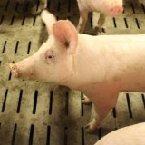 ÖVP-Minister Totschnig versagt bei Gespräch mit Minister Rauch: kein Verbot Vollspalten