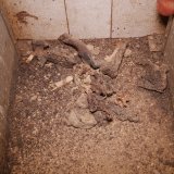 VGT deckt auf: grauenhafter Vollspaltenboden Schweinebetrieb mit AMA Gütesiegel