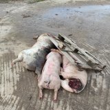 Heute trifft Minister Rauch den LEH: VGT fordert Mitsprache bei Haltungskennzeichnung