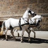 Fiaker: Magistrat Salzburg glänzt durch Untätigkeit