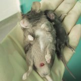 Tierversuche trotz verfügbarer Ersatzmethoden