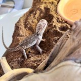 Kranke Bartagame in Lauterach ausgesetzt – Anzeige!