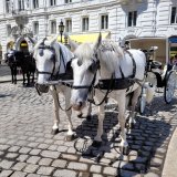 VGT: Hitzefrei-Regeln für Wiens Fiaker völlig unzureichend