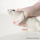 Einladung: Groß-Aktion des VGT gegen Tierversuche in Wien