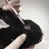 Endspurt für die EBI gegen Tierversuche!