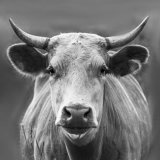 Die Macht der Worte – Tierschutz in der Sprache