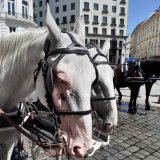 Fiaker: Über 300 Rechtsverstöße allein im August