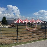 Abgemagertes Kamel, verzweifelte Ziege – Demo gegen Skandalzirkus