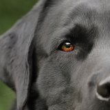 Online Vortrag von DDr. Martin Balluch: Was Hunde alles tun (können)!
