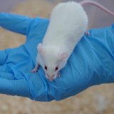 Aufruf: Bitte rettet diese Labormäuse vor dem Tod!