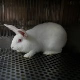 VGT fordert Nominierungsrecht von Tierschützer:innen in JKU-Tierethikrat für Tierschutz-Dachverband