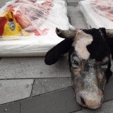 Einladung: VGT-Aktion anlässlich Welttierschutztag am Montag, 3. Oktober 2022