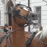 Salzburger Fiaker verstoßen gegen mehr als 10 Vertragsbestimmungen