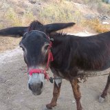 Esel-Quälerei im Urlaub: bitte nicht mitmachen!